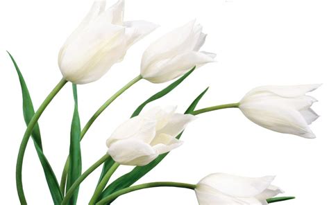 Download creative botanical background with space on left for free. White Flower - We Need Fun