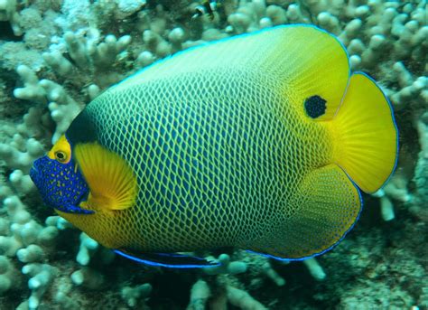 Blok888: Top 10 Most Beautiful Saltwater Fishes in the world