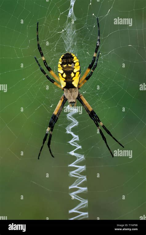 Black And Yellow Argiope Argiope Aurantia On Web Large Orb Weaver Is