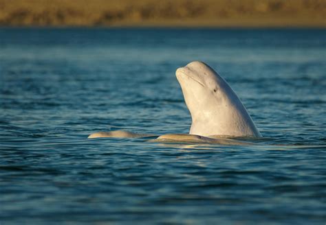 An Aquatic Symphony Of Beluga Whales Inspires Adventurers Magazine