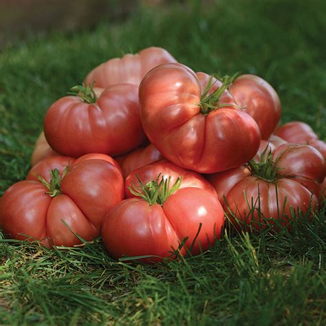 Big Brandy F1 Hybrid Tomato A Comprehensive Guide World Tomato Society