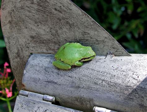 Frog On Tail Of Airplane Frog And Toad Simple Green Amphibians Frogs