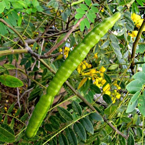 Factsheet Senna Spectabilis Spectacular Cassia