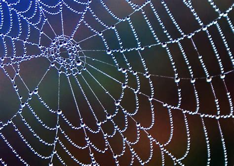 Dew On Spider Webs
