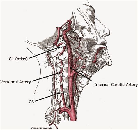 Risk Assessment Of The Cervical Spine Prior To Manual Therapy Cpd