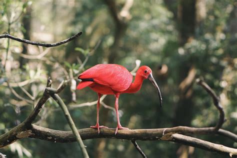 5 Rare Bird Species That Are Near To Extinction My Blog