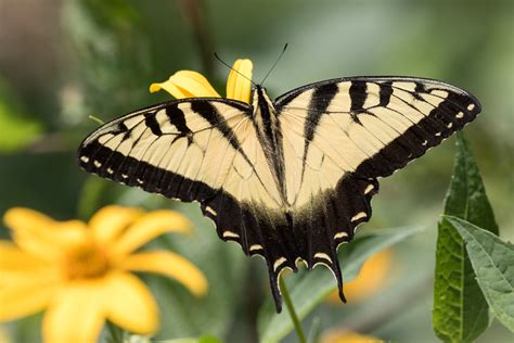 Eastern Tiger Swallowtail Male Papilio Glaucus Shenandoa Ron