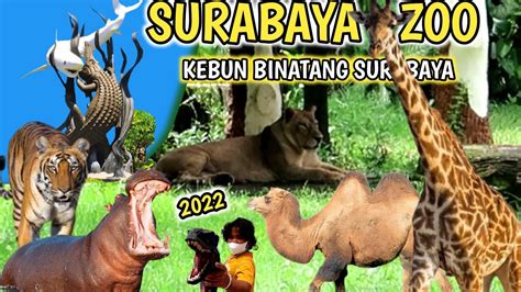 Surabaya Zoo Mengenal Aneka Satwa Di Kebun Binatang Surabaya Youtube