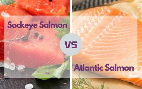 Sockeye Salmon Vs Atlantic Salmon Which Is Healthier And Tastier