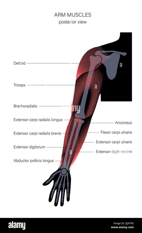 Arm Anatomy Illustration Stock Photo Alamy