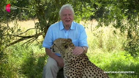 David Attenborough With A Leopard David Attenborough Natural