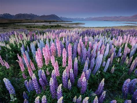 Flowering Of Lupins In Lake Tekapo New Zealand Amusing Planet