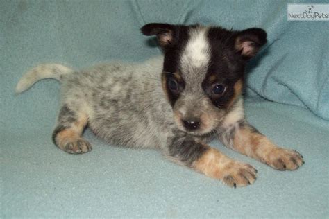 It would help if you started your puppy on solid food by the 4th week of life. Australian Cattle Dog/Blue Heeler puppy for sale near Bend, Oregon | 93ab1d36-bde1