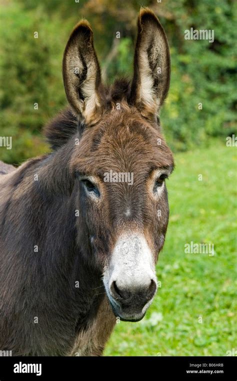 Domestic Donkey Equus Asinus Portrait Stock Photo Alamy