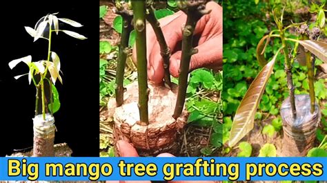 Mango Tree Grafting Big Mango Tree Grafting Youtube
