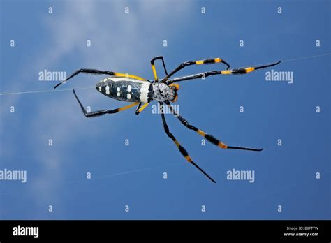 Giant South African Spider