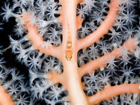 Ghost Goby On Soft Coral West Papua Indonesia Soft Corals West