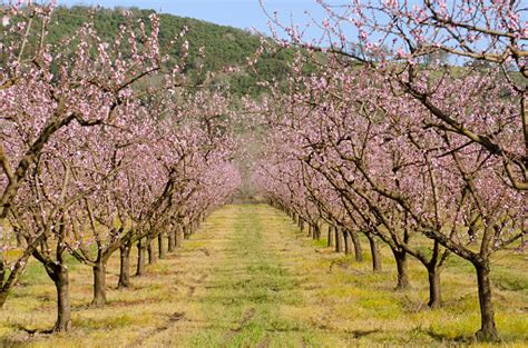 Peach Orchard In Blooming Stock Photo Download Image Now Istock