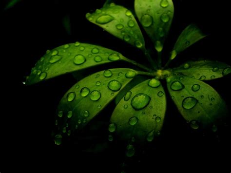Online Crop Green Leafed Plant Closeup Water Drops Leaves Plants