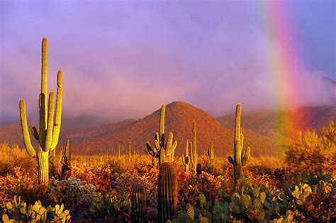 Boyce thompson arboretum state park. 19 Top-Rated Attractions & Places to Visit in Arizona ...