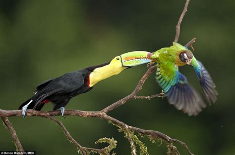 Photographer Bence Mate Captures Incredible Images Of Toucans Herons