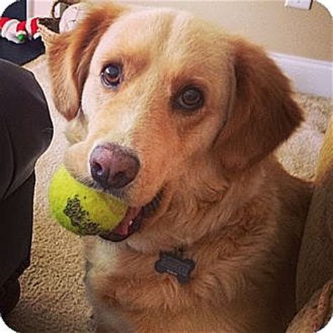 Golden retriever puppies ct adoption. Norwich, CT - Golden Retriever Mix. Meet Dixie a Dog for ...