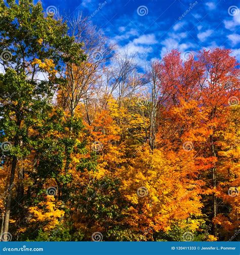 Colorful Fall Foliage On Trees In Massachusetts Stock Image Image Of Colorful Environment