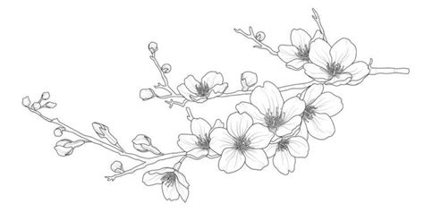 Tips For Creating Inspiring Illustrations Of Cherry Blossoms Cherry