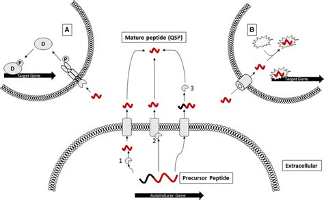 Quorum Sensing Peptide Production Processing Can Occur 1