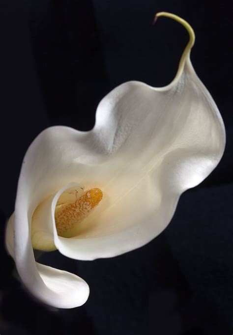 Callas Lily 2 Photo Net Arum Lily Cala Lily Calla Lily Flowers