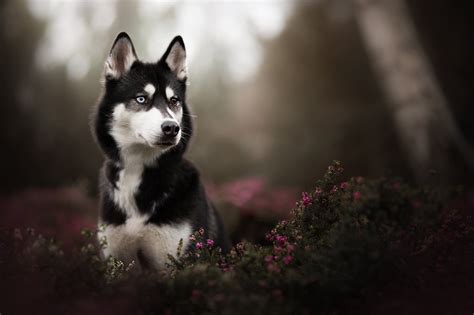 Black Siberian Husky Puppy In Tilt Shift Photography Hd Wallpaper