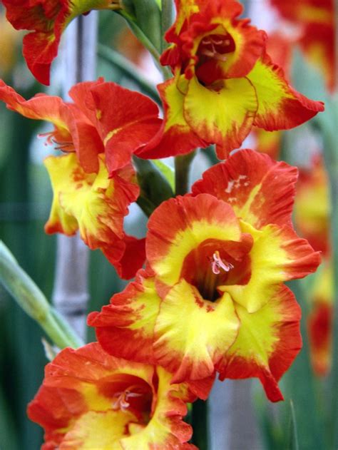 Well, gladiolus bulbs/corms are best planted in march and april when the soil has warmed up. How to Care for a Gladiolus After It Blooms | Hunker