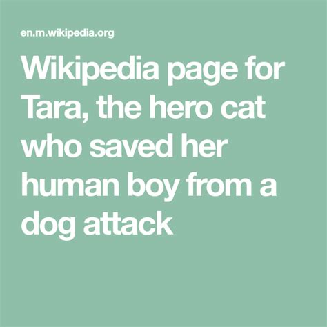 Wikipedia Page For Tara The Hero Cat Who Saved Her Human Boy From A