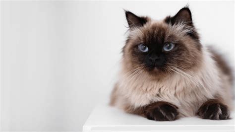 Balinese Cat Breed Characteristics And Info World Cat Finder