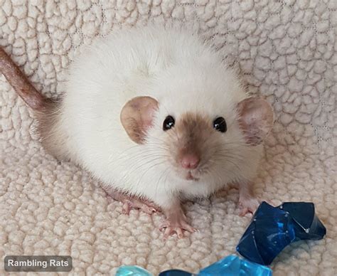 My New Rats! — Rat Emporium Toronto