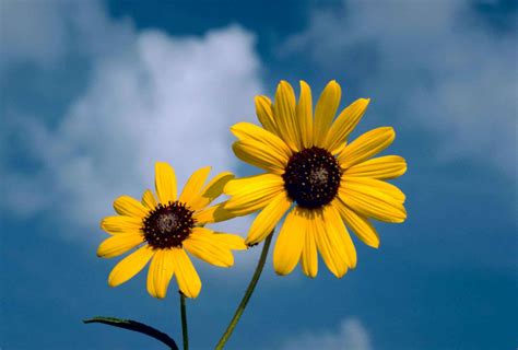 Yellow flowers on field against blue sky. Free picture: sunflower, flower, blue sky, background