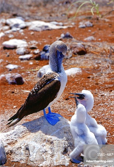 Blue Footed Booby Bird On The Stock Photo