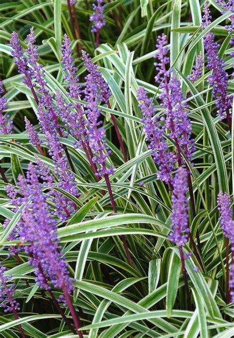 Liriope Muscari Silver Ribbon Maryflower