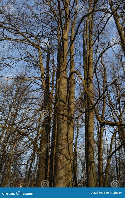 Tall Leafless Tree With Many Trunks In Early Spring Stock Photo Image