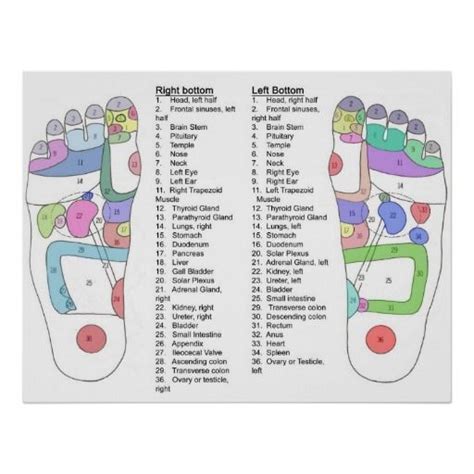 Complete Foot Acupressure Chart Reflexologie Voetreflexologie Acupressuur