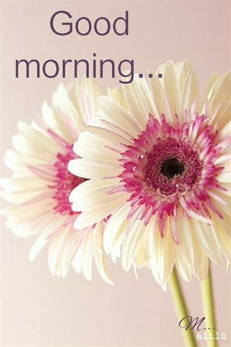 Pin By Mamta Yadav On Good Morning Good Morning Good Morning Flowers