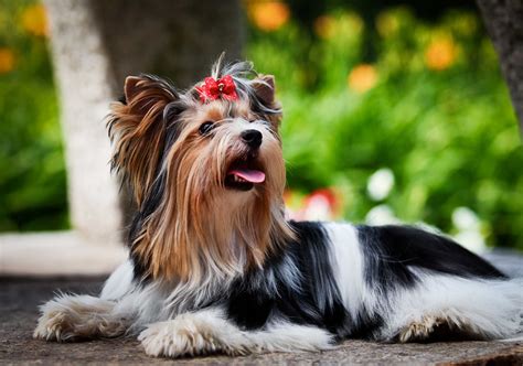 Our trained pet groomers pay close attention to your dog's specific needs, ultimately ensuring the proper haircut and style for the season and environment in which they live. Dog Grooming Near Me