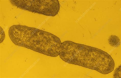 Salmonella Typhimurium Bacteria Dividing Stock Image