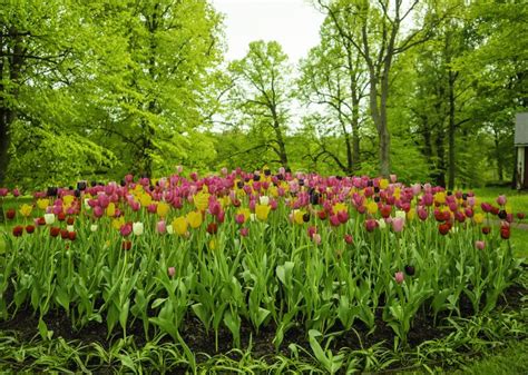 Large Group Of Colorful Tulips Blooming Stock Photo Image Of Leaves