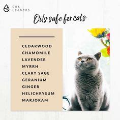 Cats absorb oils that are directly in contact with their skin. Do not use on cats, but you can diffuse in an open room ...