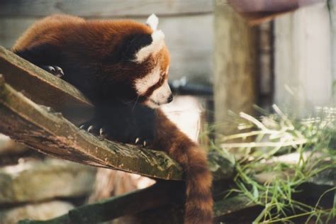 Free Images Red Panda Mammal Carnivore Wildlife Zoo Terrestrial