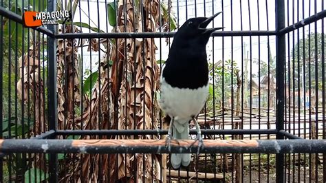 Ciblek atau prenjak jawa merupakan burung pengicau yang tidak bisa kita remehkan. SUARA BURUNG KACER UNTUK PANCINGAN KACER MACET AGAR GACOR ...