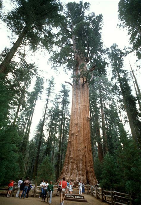 Do trees die of old age? اطول شجرة فى العالم , اشجار العالم الاكثر طولا - صوري