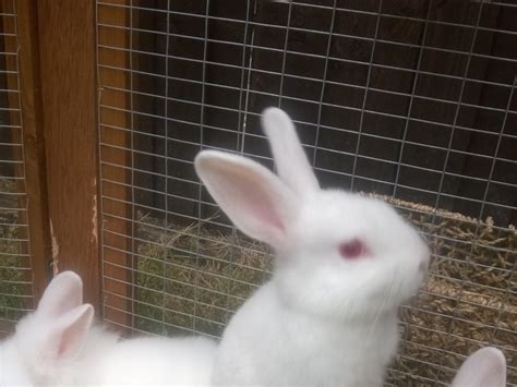 Baby Pure Bred New Zealand White Rabbits For Sale New Zealand For Sale