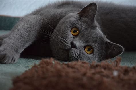 Hd Wallpaper Short Fur Gray Kitten Muzzle Kitty Blue Eyes British